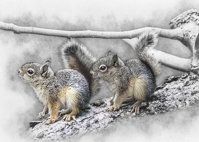 Two Squirrels on a Branch