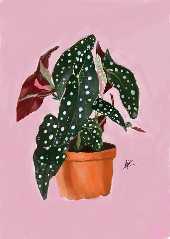 Indoor Plant Illustration