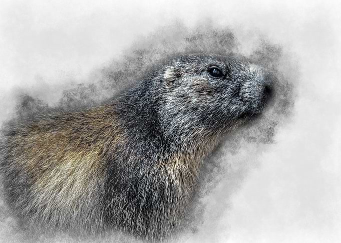 Marmot in Fog