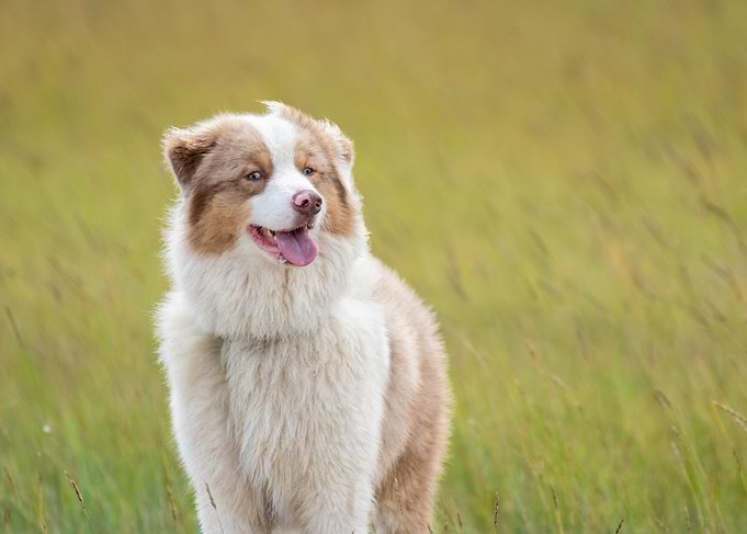 Australian Shepherd in Field