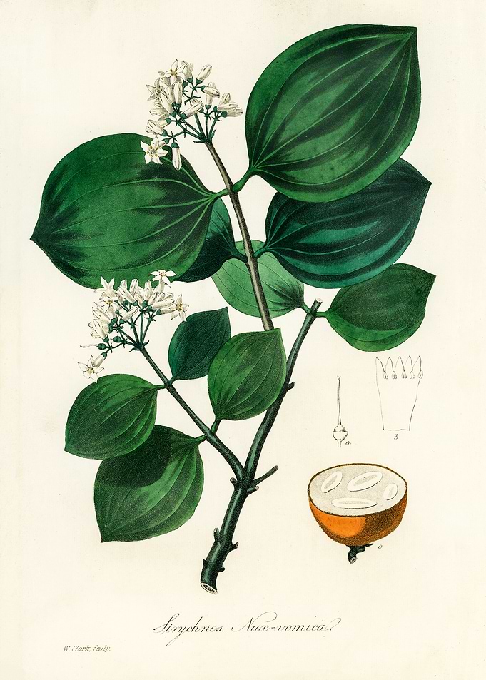Strychnos Nux-vomica Illustration
