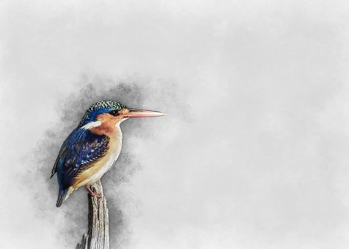 Kingfisher Watercolor Painting