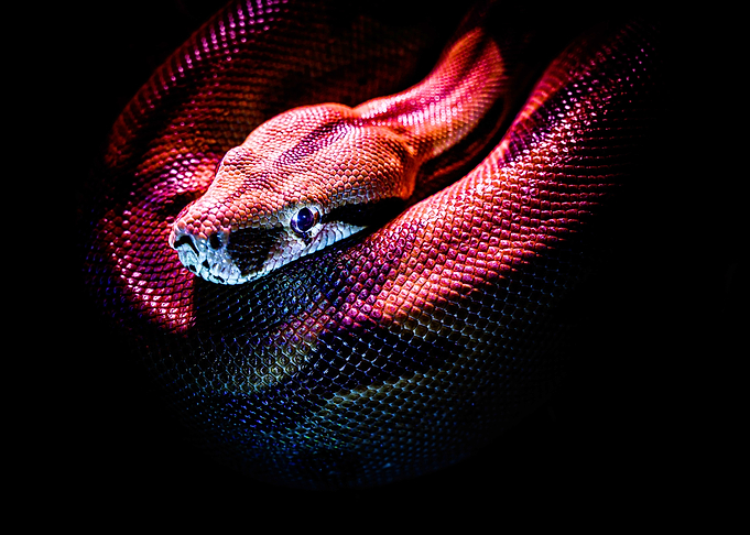 Red Snake Close-Up