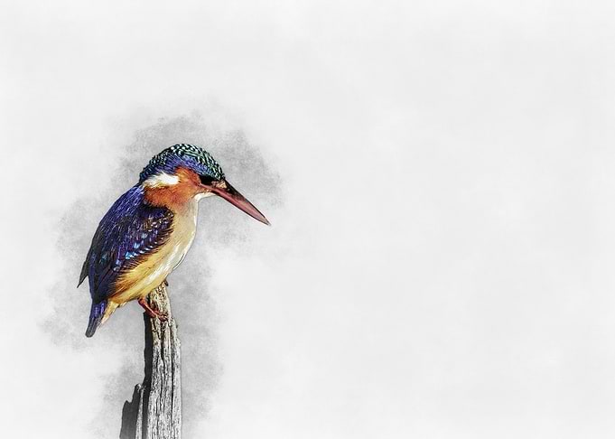Kingfisher Watercolor Painting