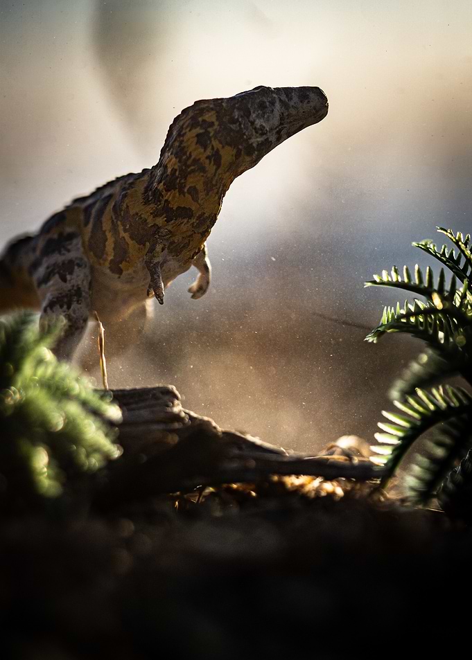 Young T-Rex Dinosaur