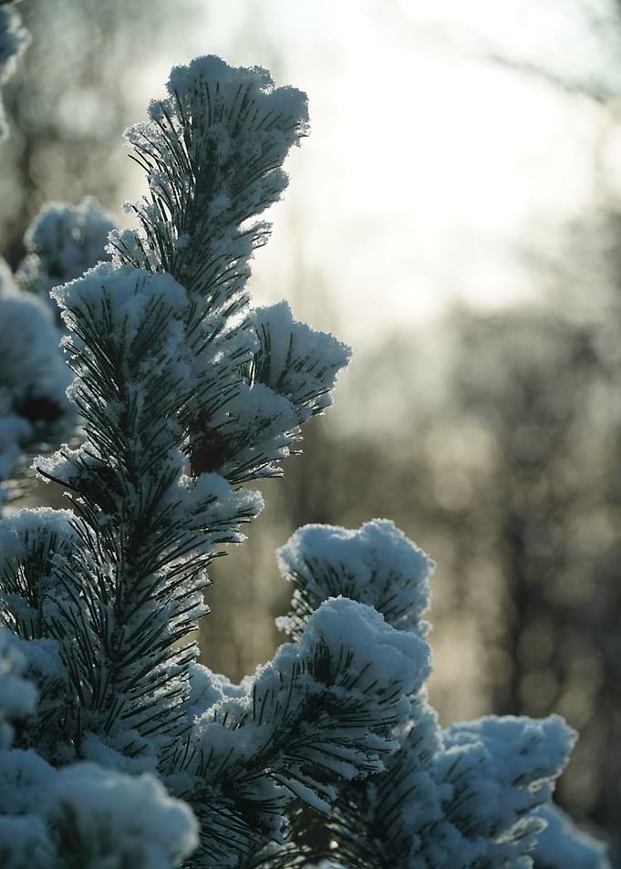 Snowy Pine Branch