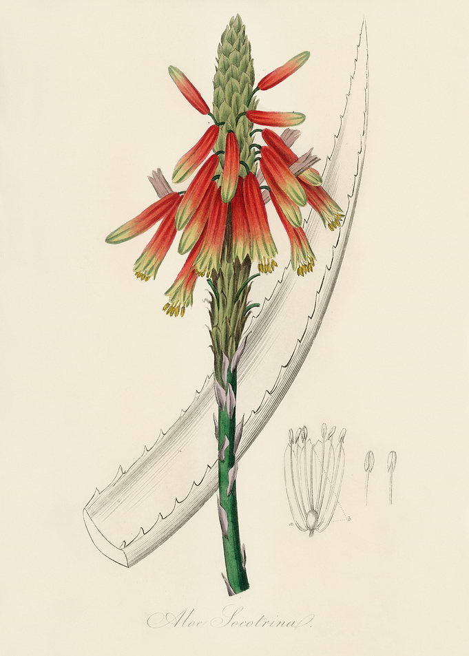 Aloe Socotrina Illustration