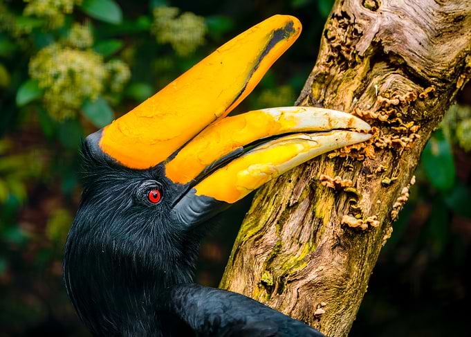 Hornbill with Yellow Beak