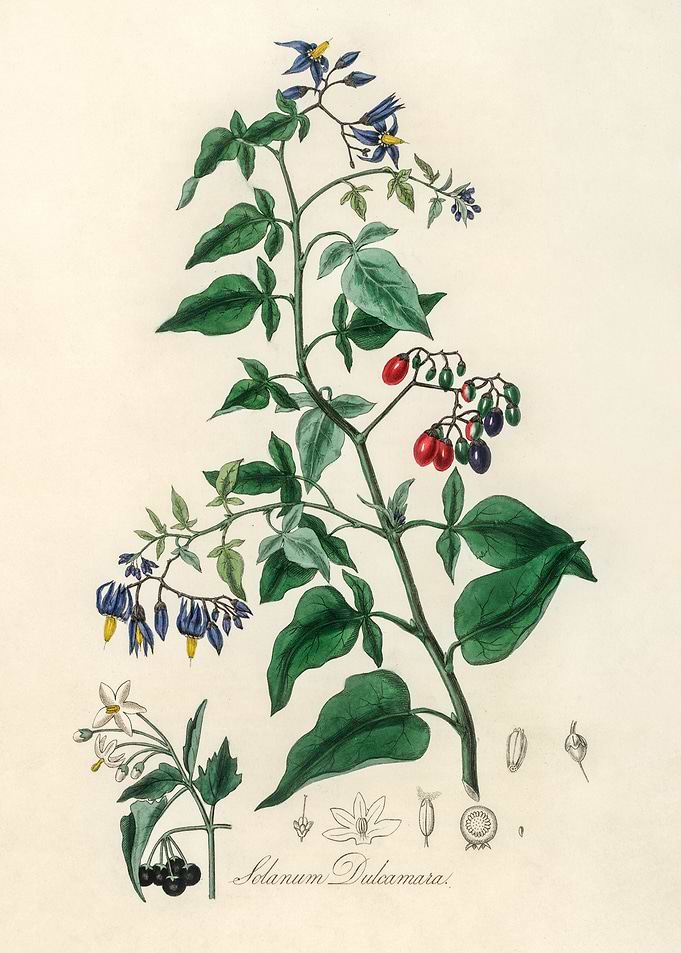 Solanum Dulcamara Illustration