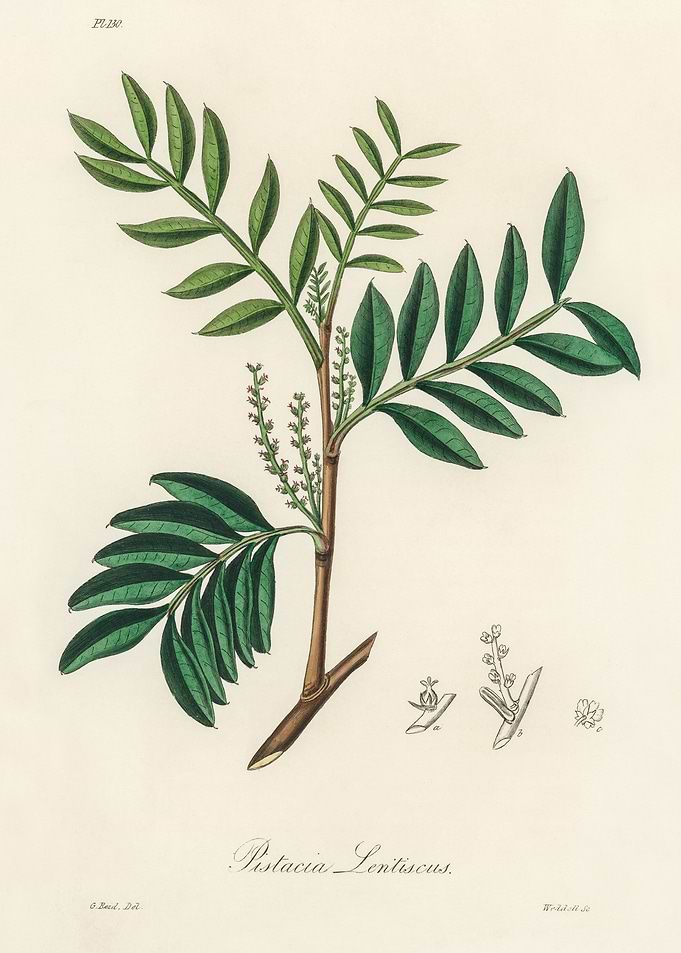 Pistacia Lentiscus Botanical Illustration