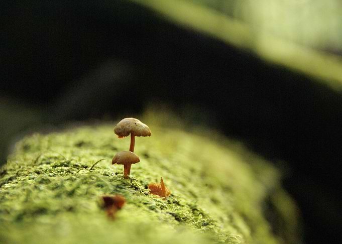Brother Mushroom