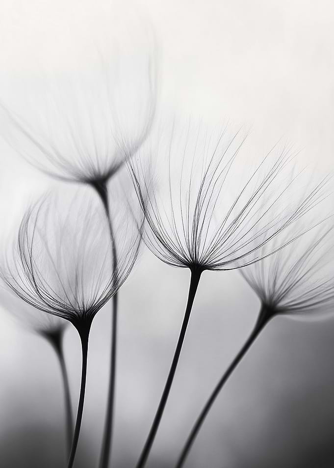 Dandelion Seeds in Black and White