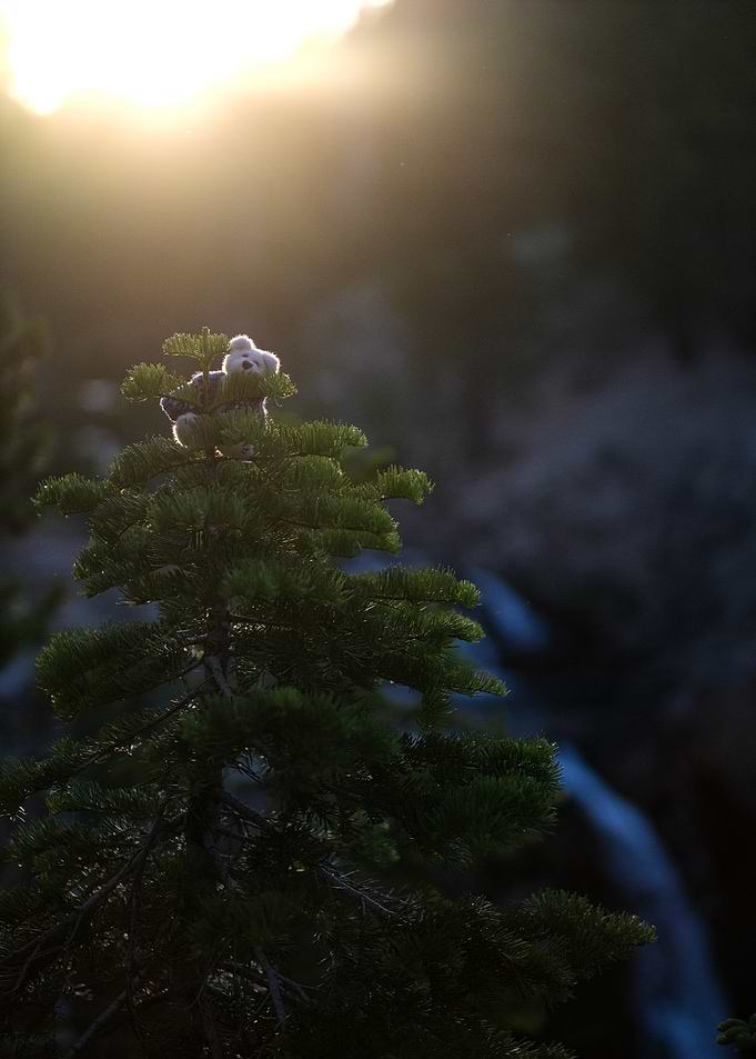 Teddy Bear on a Pine Tree (Bert)