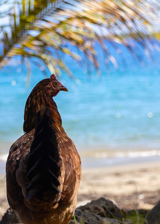 Chicken by the Sea