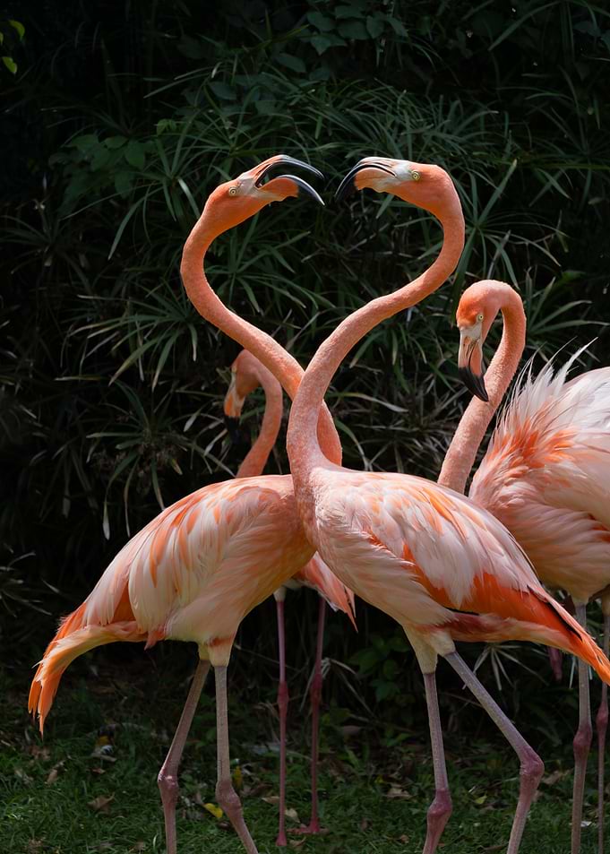 Pink Flamingos in a Heart Shape