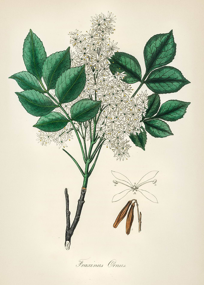 Ash Tree Botanical Illustration