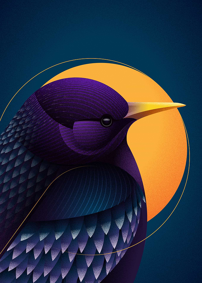 Purple Starling Illustration
