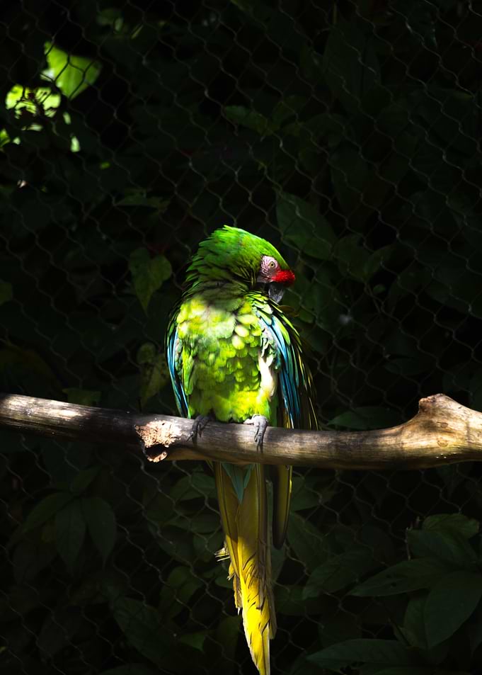 Green Parrot on Branch