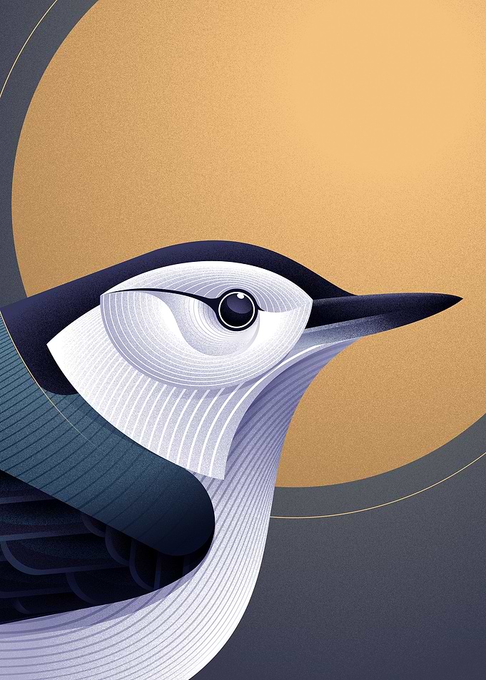 Geometric White-breasted Nuthatch Illustration