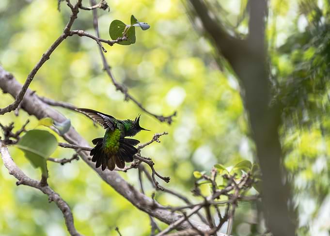 Hummingbird on Branch