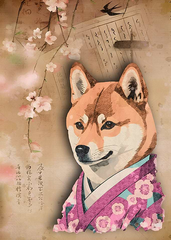 Shiba Inu in Kimono