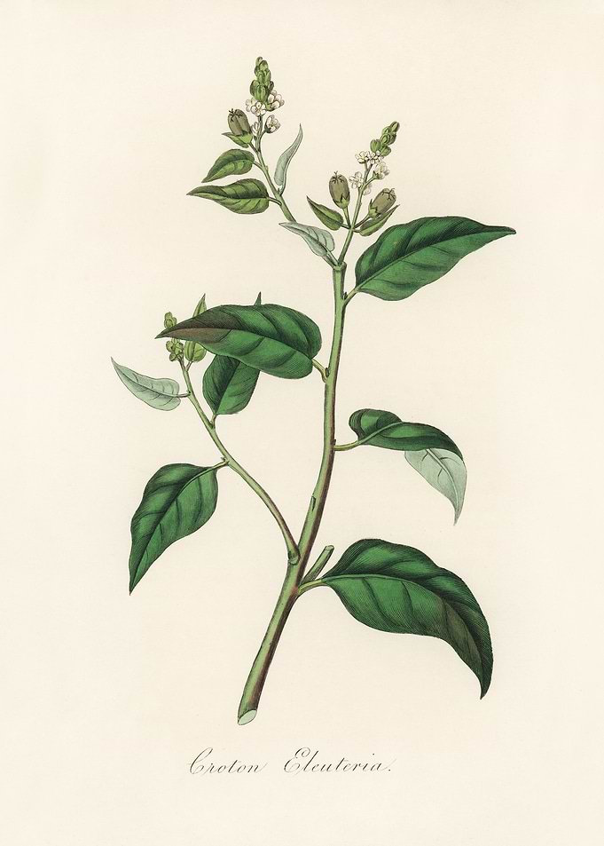 Croton Eleuteria Botanical Illustration