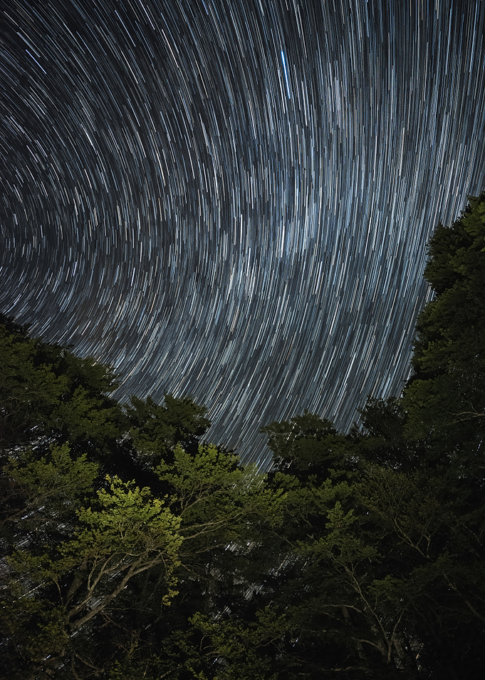 Star Trails Over Trees
