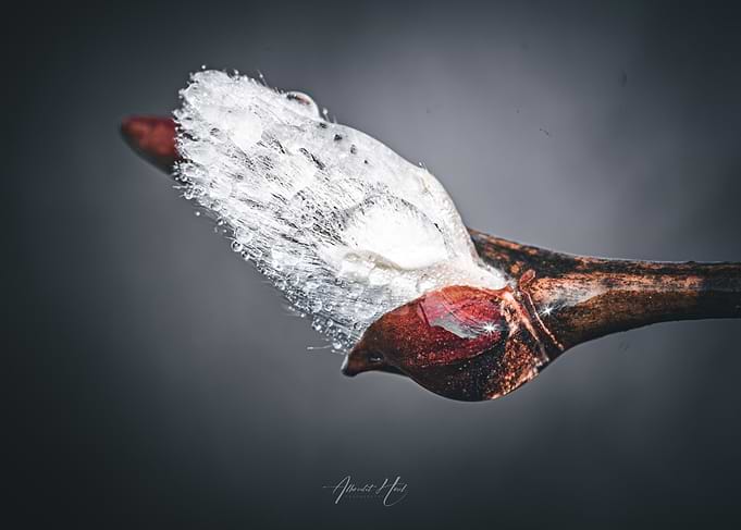 Water Droplets on Bud