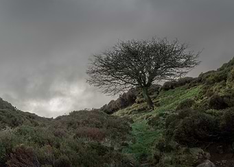 Lone Tree on a Hill