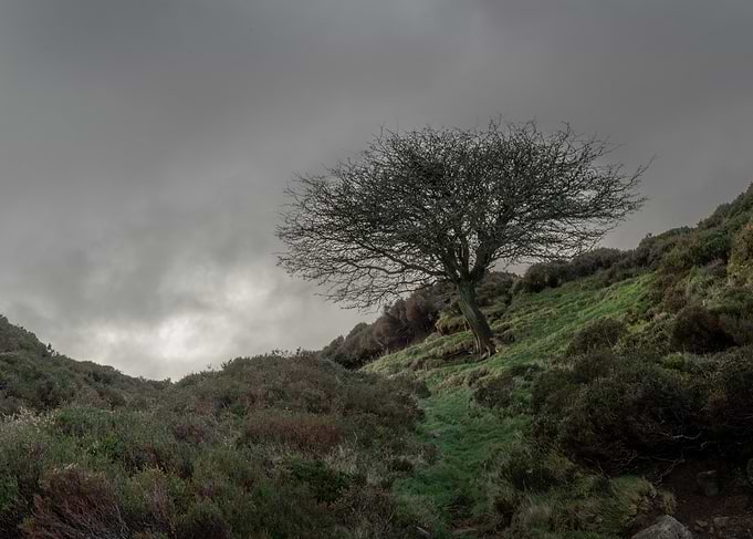 Lone Tree on a Hill