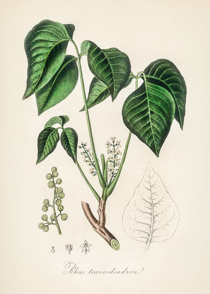 Poison Ivy Illustration