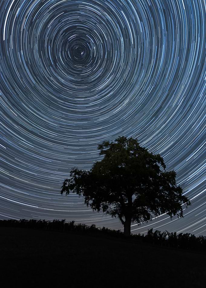 Star Trails Over Tree