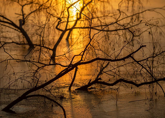 Silhouetted Branches at Sunset