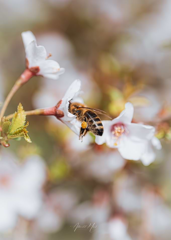 Bee on Blossom