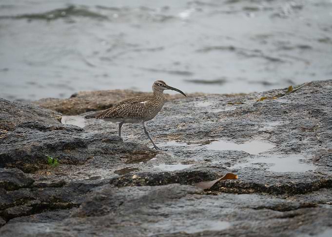 Cute Whimbrel bird, Brittany France - Bretagne, Sein Island - Ile de Sein