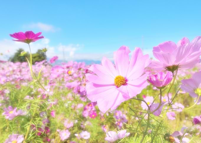Pink Cosmos Field