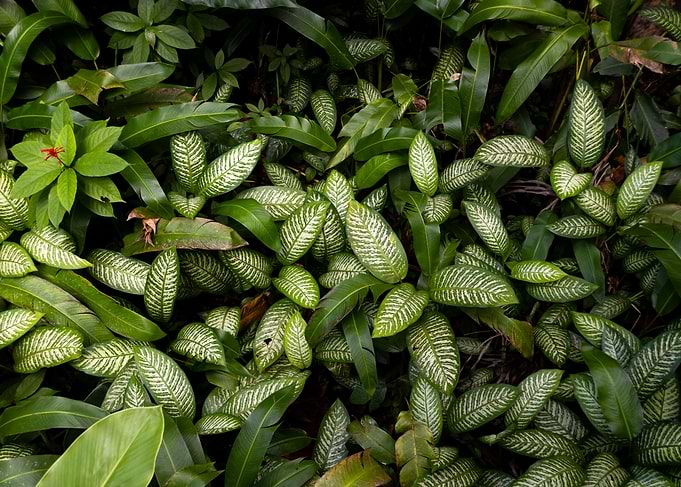 Green Leaf Pattern