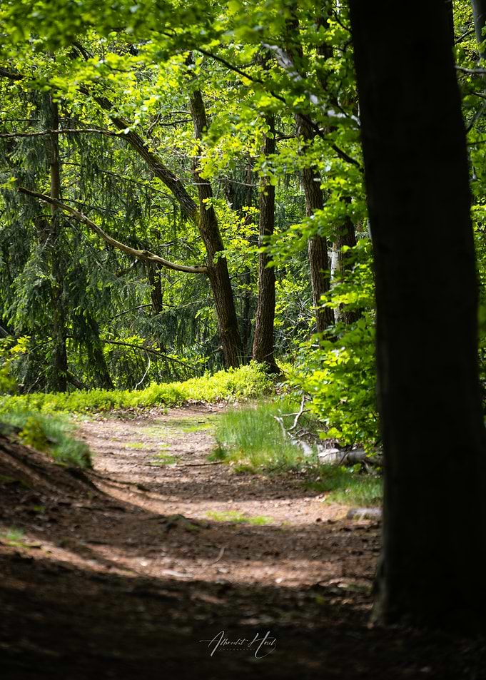 Forest Path