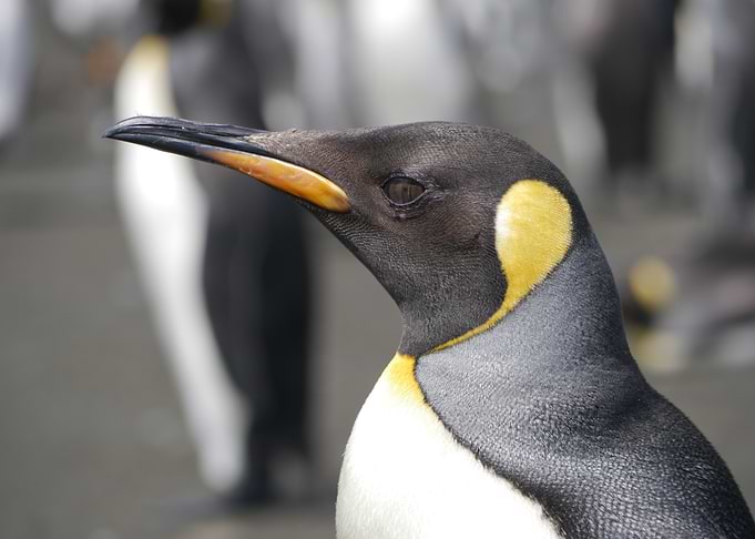 King Penguin Close-Up