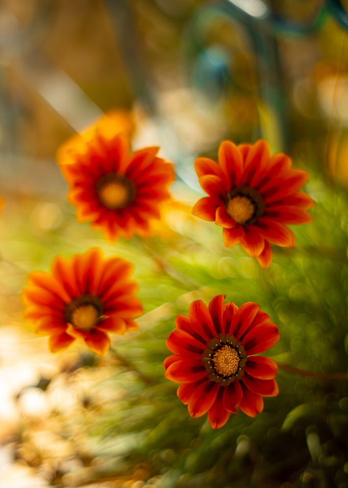 Orange Gazania Flowers in Bloom