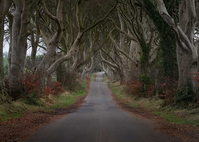 The Dark Hedges