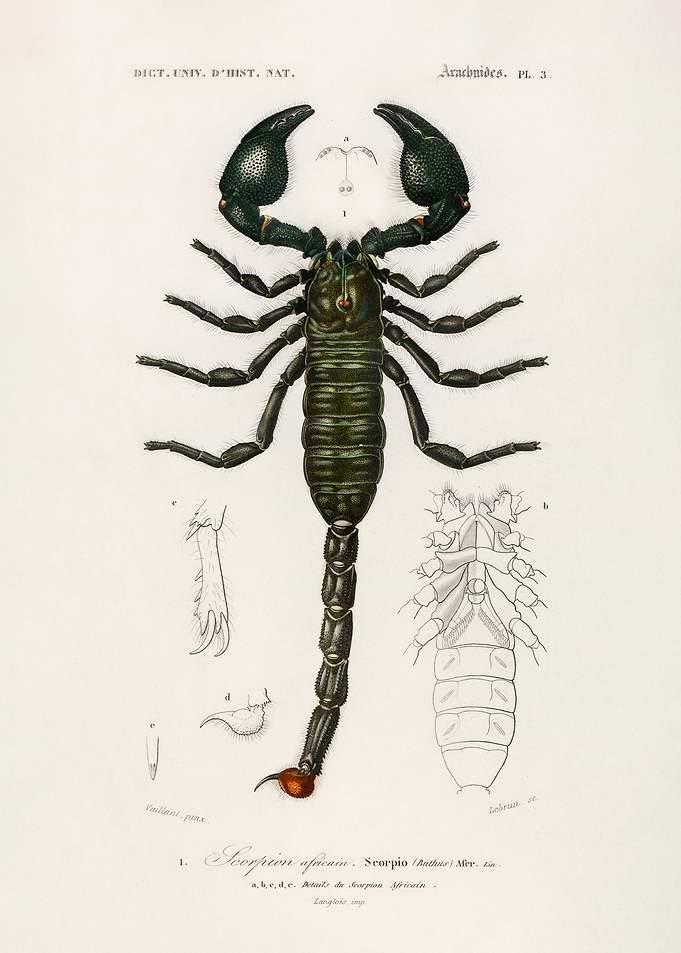 The Emperor Scorpion
