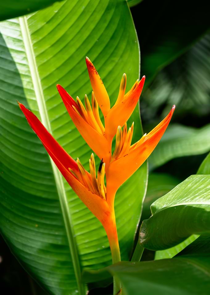 Orange Bird of Paradise Flower