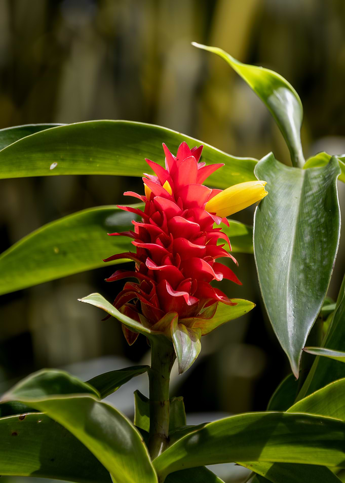 Red Ginger Flower