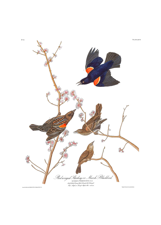 The Birds of America - Red winged Starling or Marsh Blackbird