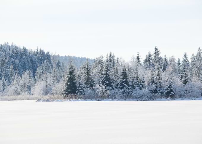 Snowy Pine Trees Dream #1