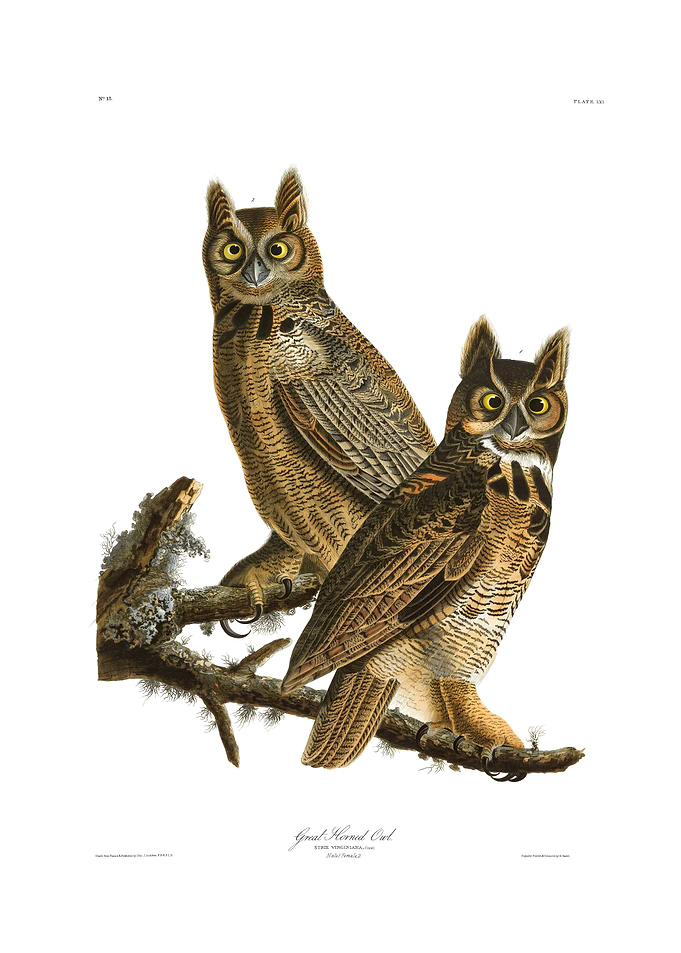 The Birds of America - Great Horned Owl