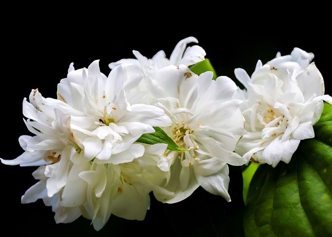 Philadelphius Flowers