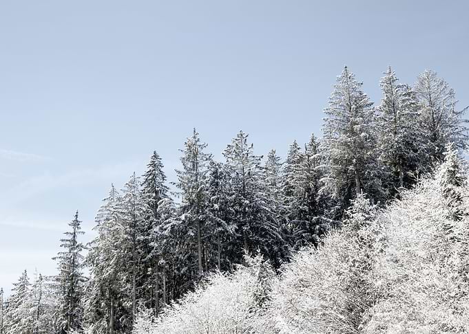 Winter Wonderland Trees #1