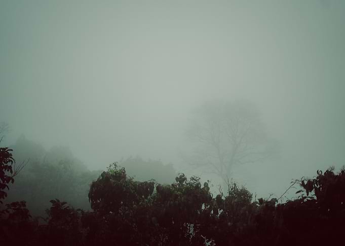 Misty Forest Landscape
